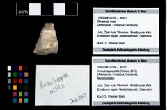 Foto (Objekt + Etikett) von Ambulocapsa altilis (Robins, 2013)  (NHMW-GEO-1990-0041-4754)